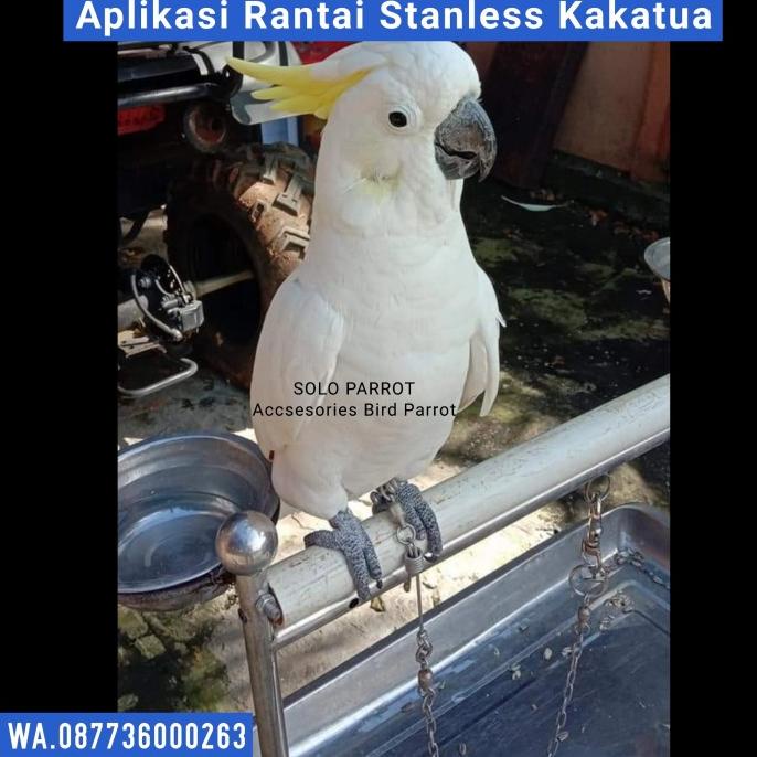 +++++] Rantai Kakatua Jambul Kuning Medium Ring Omega