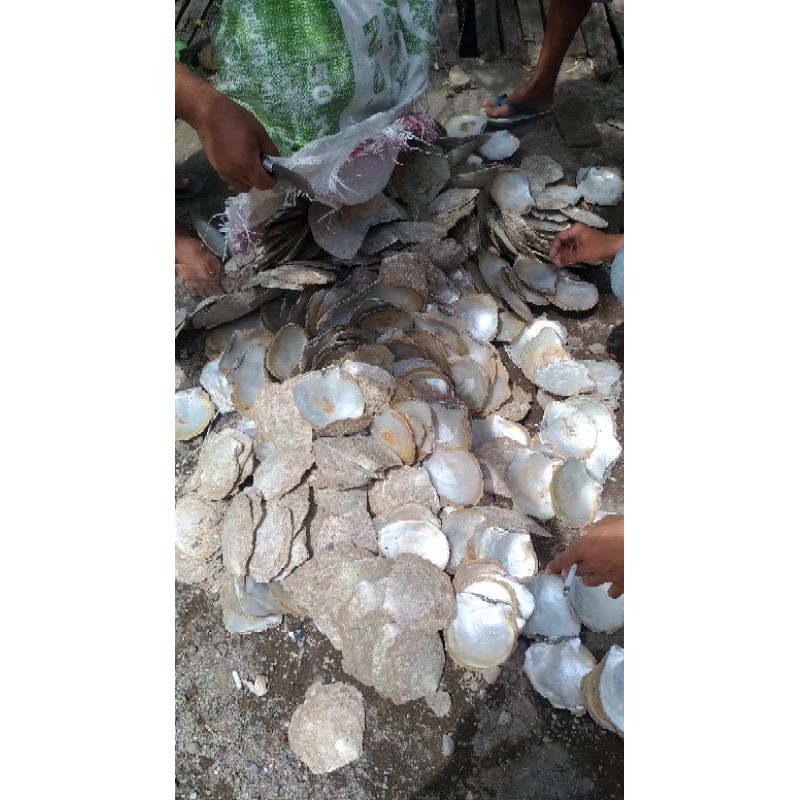 Kulit kerang cangkang kerang mutiara budidaya jenis GIWANG