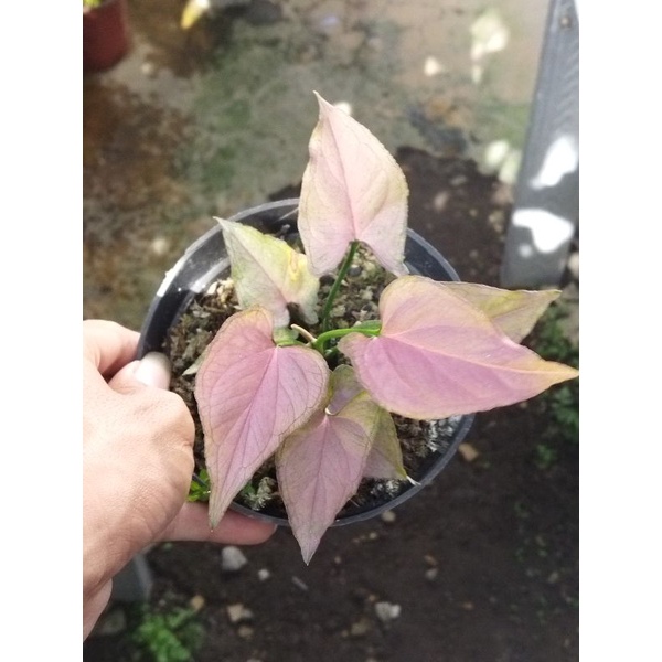 syngonium pink perfection