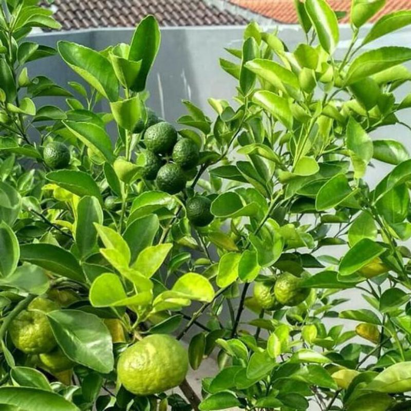 Tanaman jeruk limo//pohon jeruk limo//pohon jeruk limo sudah berbuah