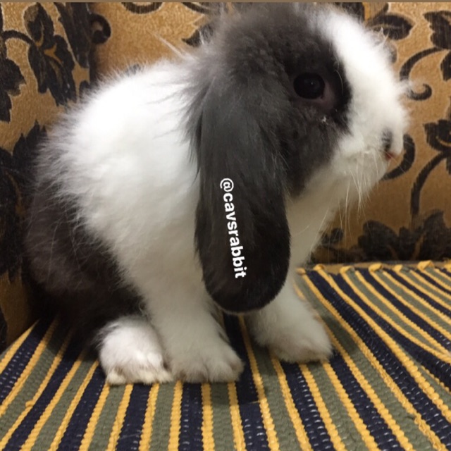 Kelinci fuzzy lop