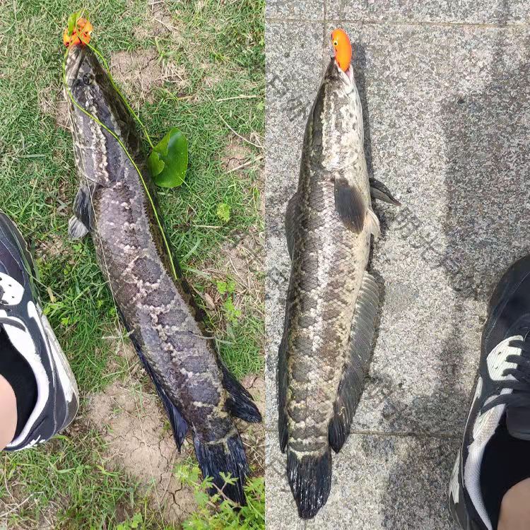 Umpan Pancing Soft Frog 7g/9g Katak Casting Soft Frog Lure Floating Bait 3D Eyes soft frog killer Top Water Fishing Lure With Sequins Umpan Ikan alat mancing