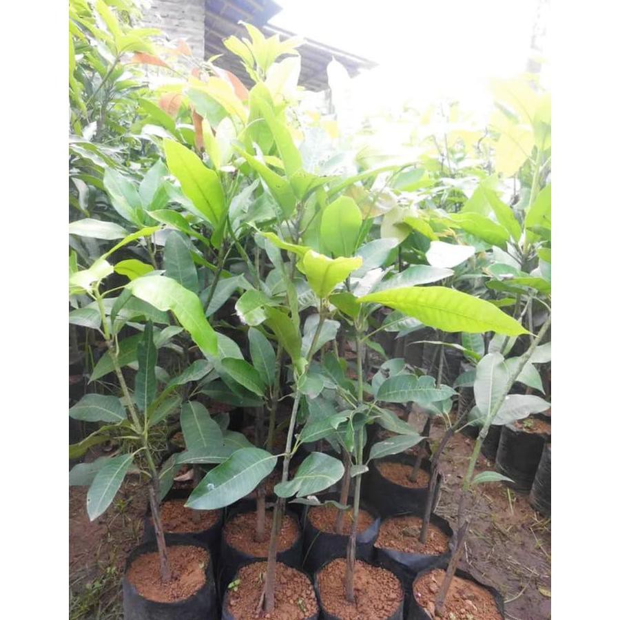 Bibit Buah Mangga Cengkir Indramayu @_@