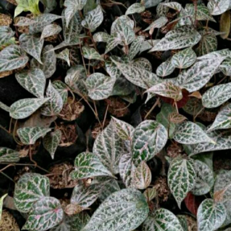 

bibit daun sirih merah muda