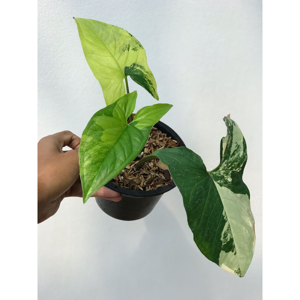 Syngonium Yellow Var 3 Daun MEnor