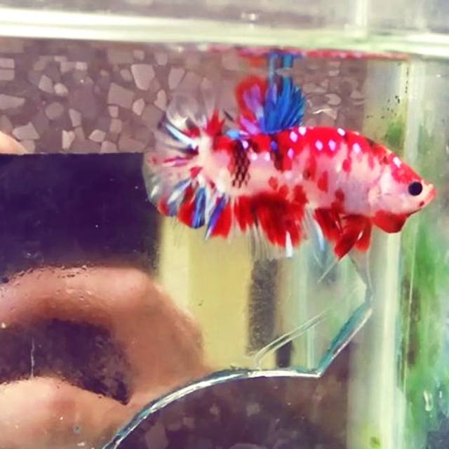 

Cupang koi galaxy size M