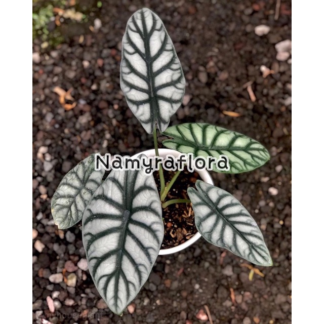 bonggol alocasia silver dragon scale