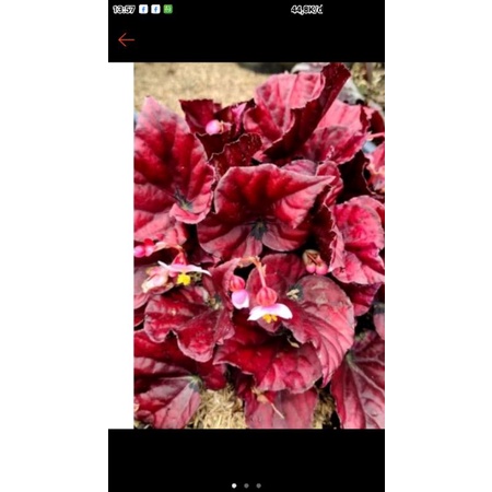 begonia red Chili ready anakn