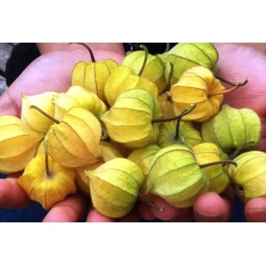 

[KODE M6CJJ] PROMO CIPLUKAN/CECENDET/GOLDEN BERRY 250 GRAM