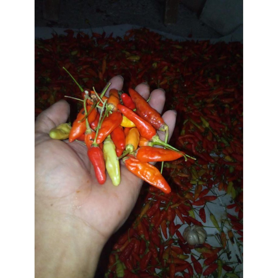 

Cabe Rawit merah BERKUALITAS