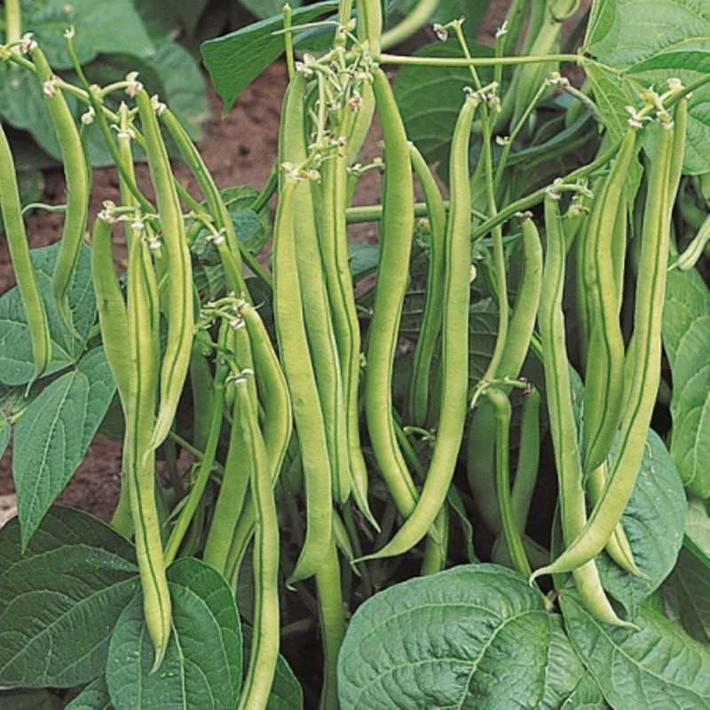 15 Biji - Benih Buncis Hibrida TEWE