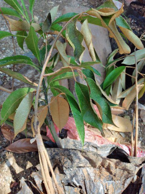 Bibit Durian Musangking Kaki3 Terlaris