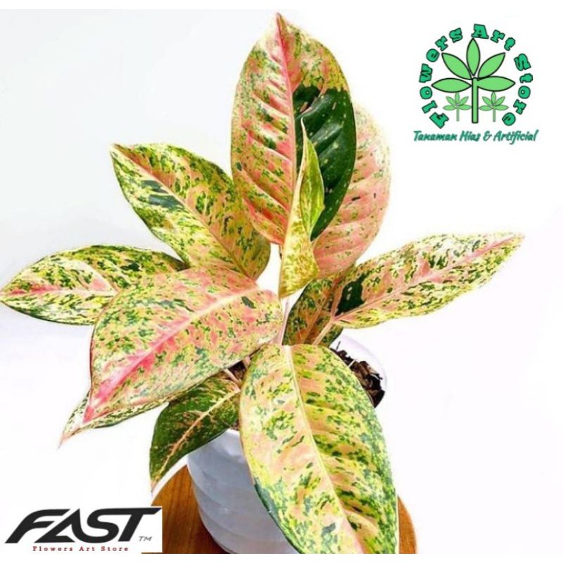 Tanaman Hias Aglonema BIG ROY - Aglonema Big Roy - Aglonema Murah