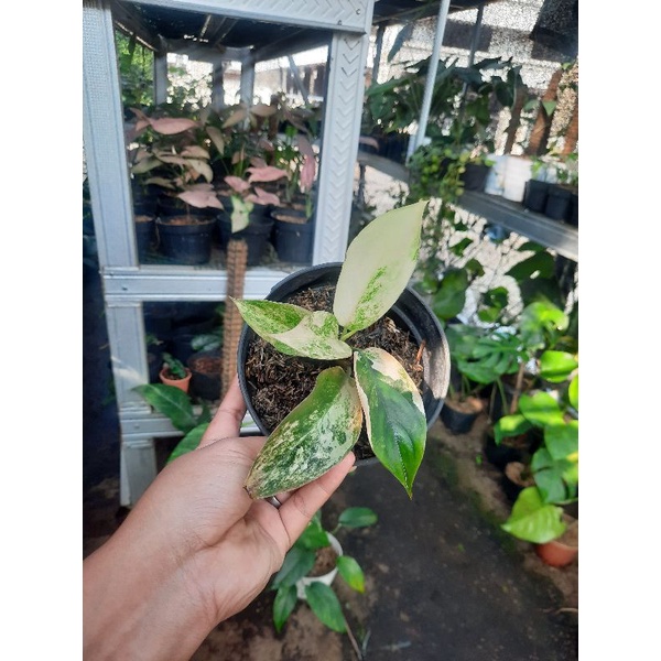 aglaonema siam jade aglonema variegata tanaman hias