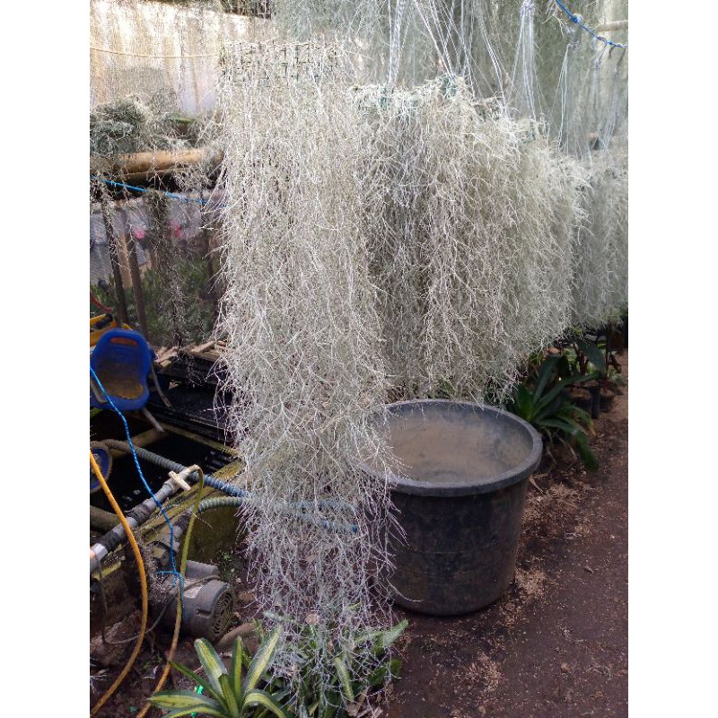 jenggot musa/dewa 100 cm diameter kecil