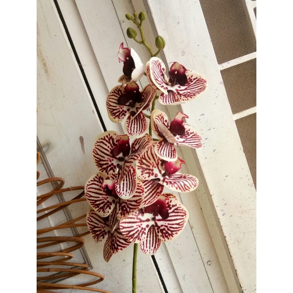 anggrek latex jumbo/anggrek latex 9 kepala bunga/anggrek latex karet