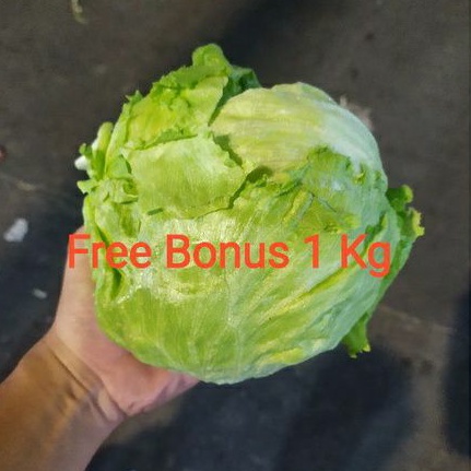 

Iceberg Lettuce Head + Gratis Bonus