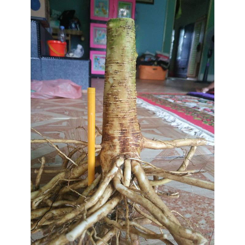 bahan bonsai anting Putri sudah berakar