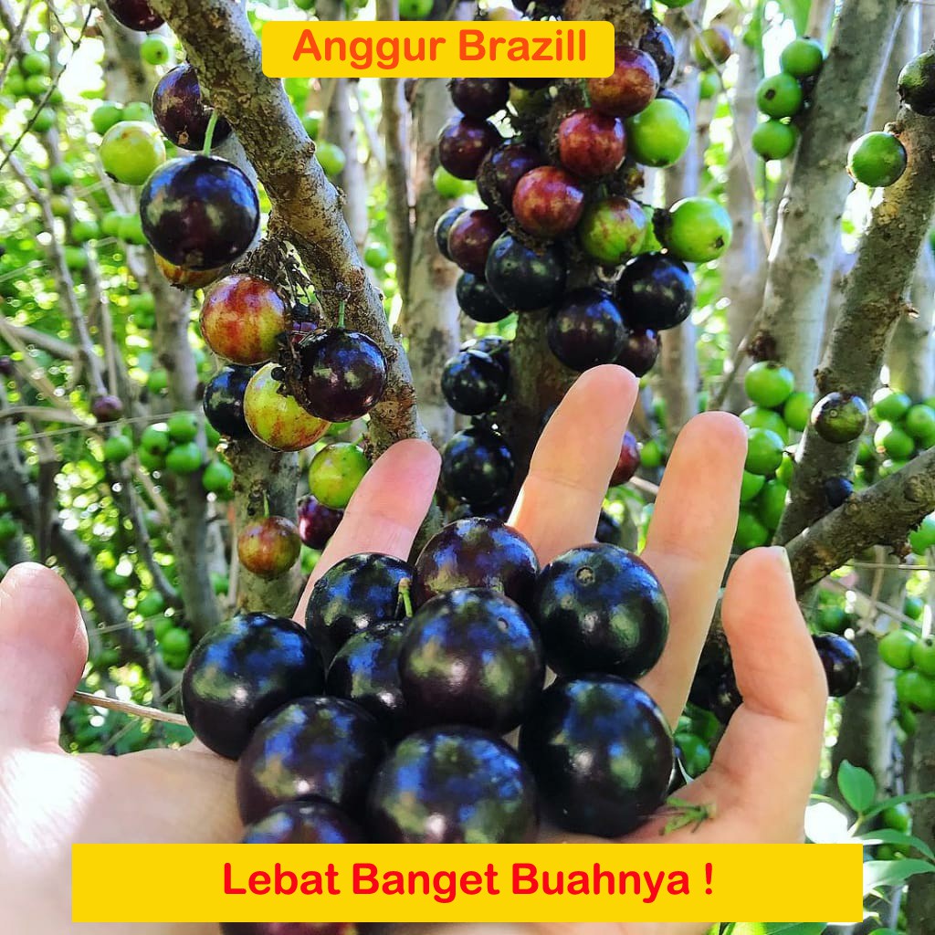 Anggur BRAZIL JABOTICABA Siap Tanam (bibit anggur stek/grafting) bibit anggur murah