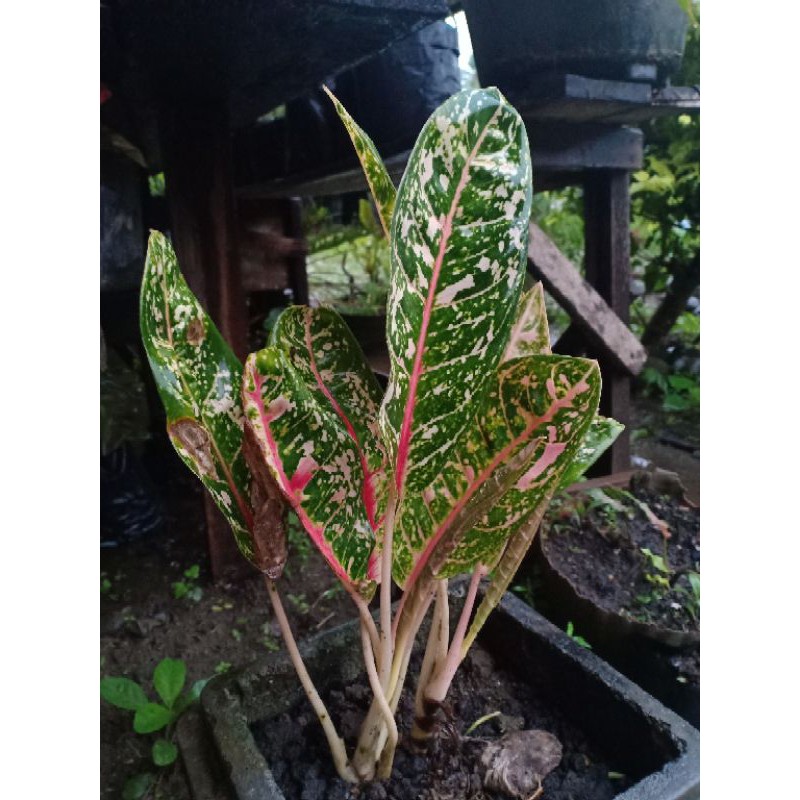 TANAMAN HIAS AGLONEMA | AGLONEMA BERVARIASI | AGLONEMA HIJAU | AGLONEMA CANTIK