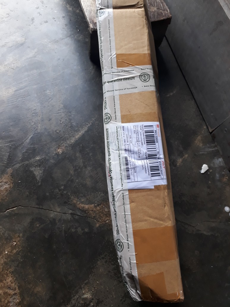 Tanaman Hias Sedap Malam