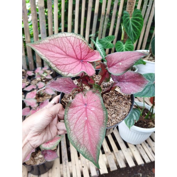 

red jaguar daun ganda