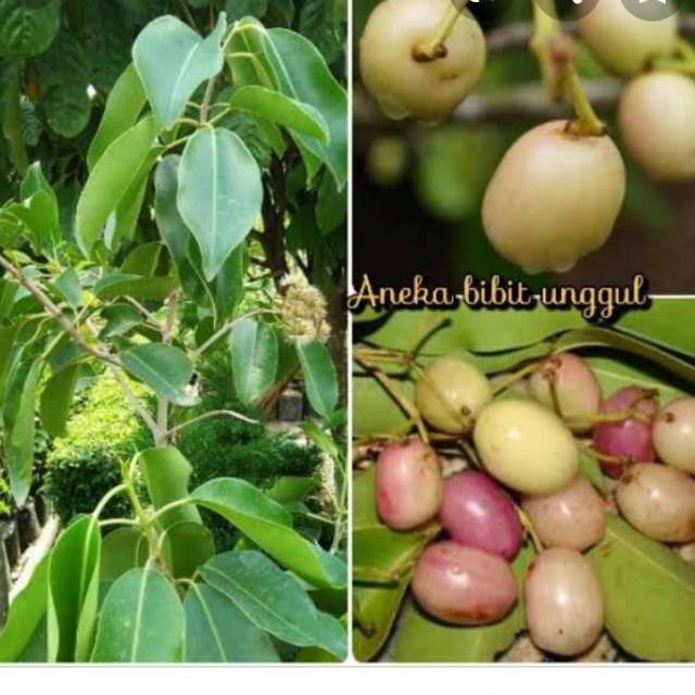 Bibit buah juwet putih