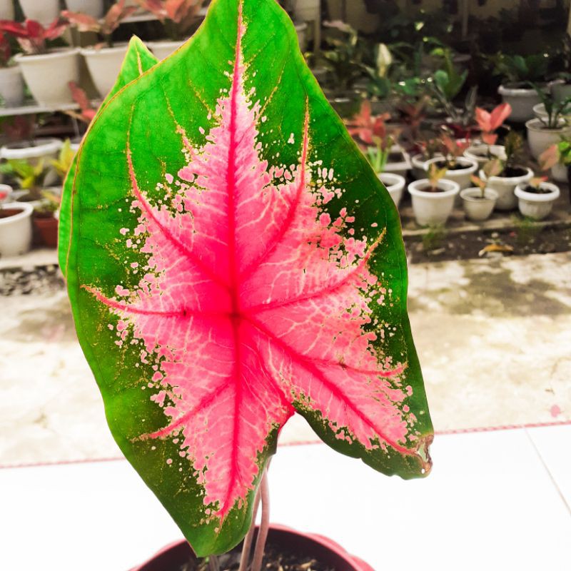 Tanaman Hias Caladium Red Beauty / Kladi Pink / Keladi Merah