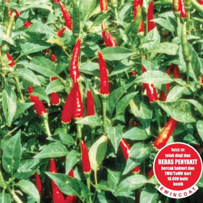 Alat Hidroponik : Benih Bibit Biji Cabe Rawit Merah, Pelita F1, 350 Sd, Panah Merah Termurah