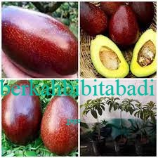 Bibit Alpukat Red Vietnam Unggul Super