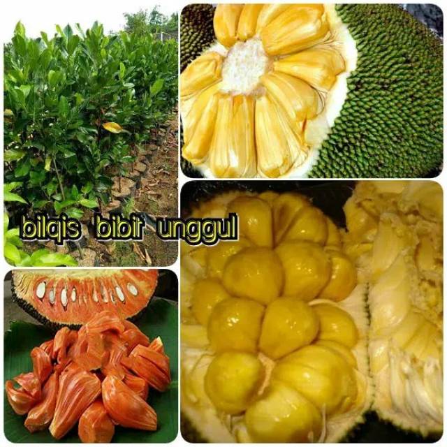 Paket 3 jenis bibit buah nangka (nangka merah,nangka madu,nangkadak)