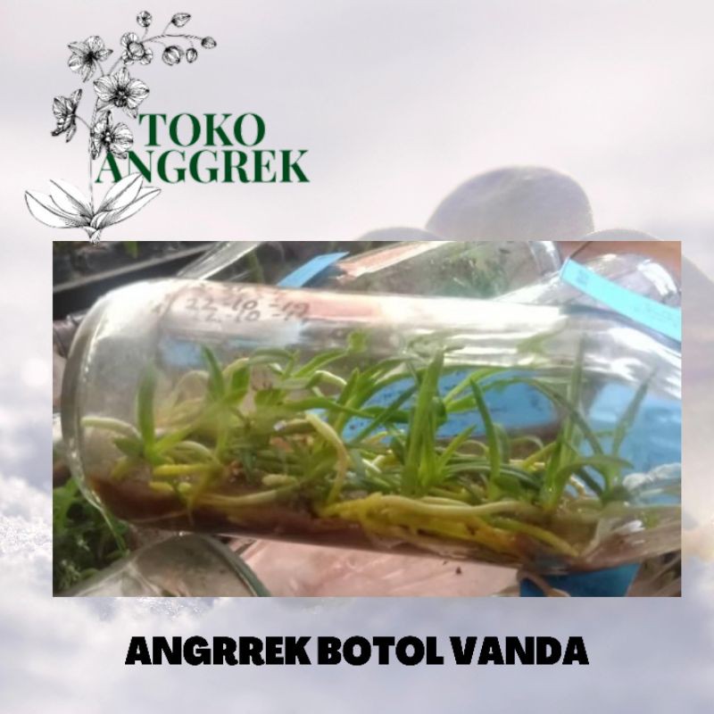BIBIT ANGGREK BOTOL VANDA SIAP AKLIM