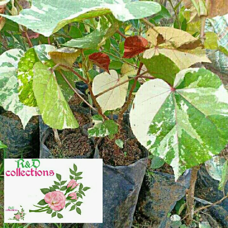 Tanaman hias Waru Varigata Merah / waru Variegata