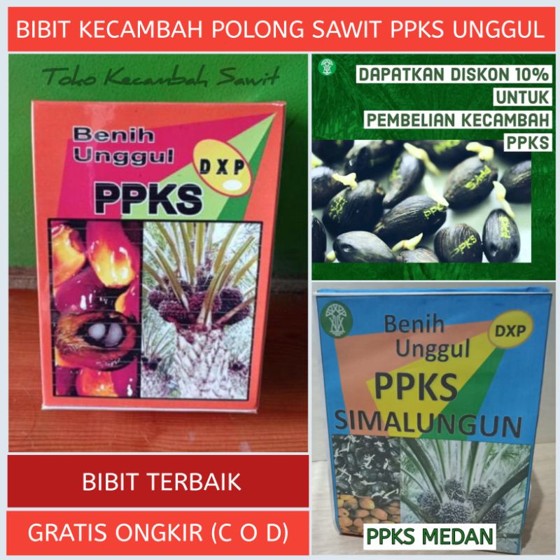 Bibit DUMPY MAREHAT Bibit Kecambah Polong Unggul PPKS Original Prodak Asli Medan Bibit Benih Kecamba