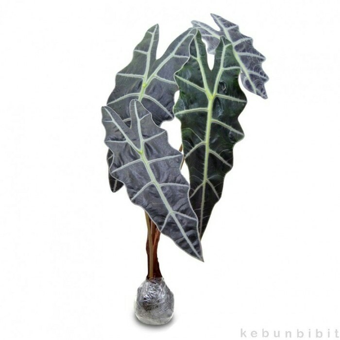 Keladi Amazon Alocasia Amazonica Shopee Indonesia