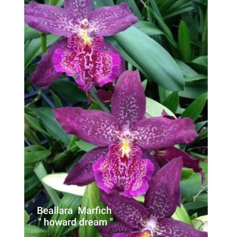 ANGGREK ONCIDIUM BEALLARA MARFICH HOWARD'S DREAM DEWASA