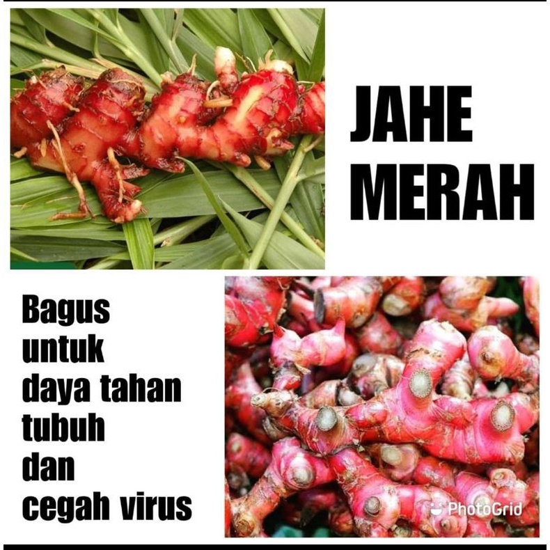 

MURAH!!! JAHE MERAH