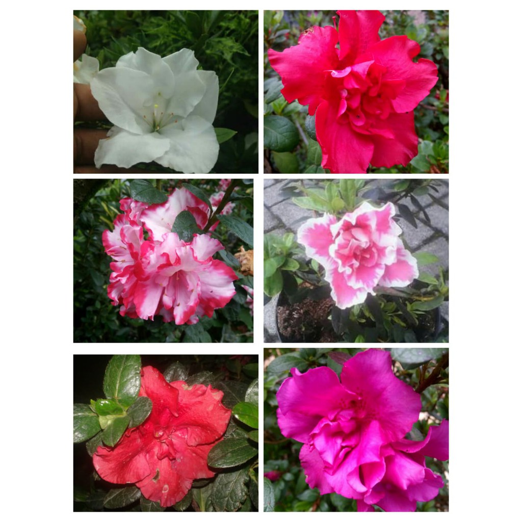 tanaman hias azalea tumpuk (Rhododendron) taman - warna terlengkap - Bunga Asalia
