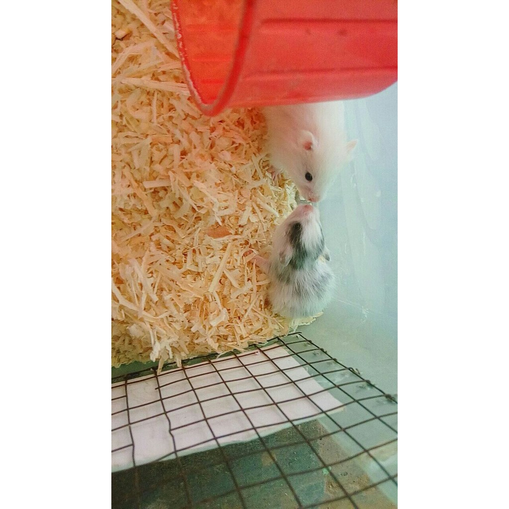 DISKON PAKET HAMSTER SYRIAN BEW X DOMSPOT