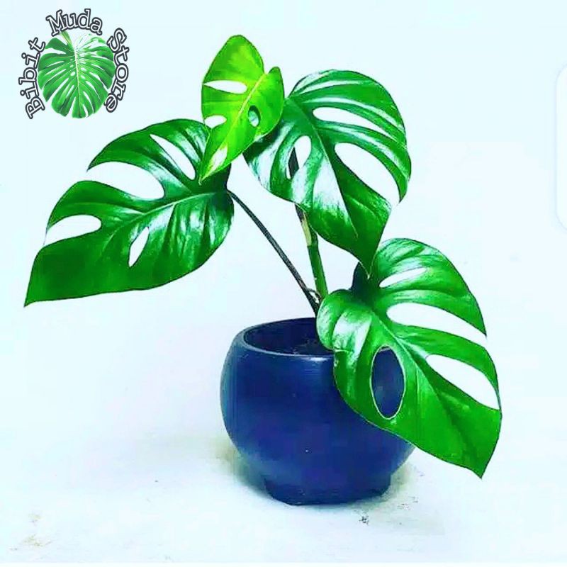 PROMO Monstera Rhaphidopora Pertusa - Monstera Rhaphidopora Pertusa