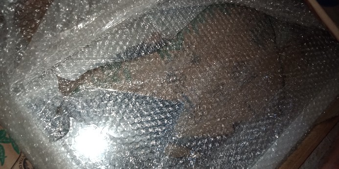 Packing Kayu Inibingkai