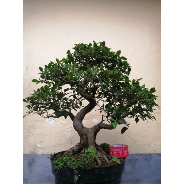 bonsai beringin kimeng taiwan siap pajang