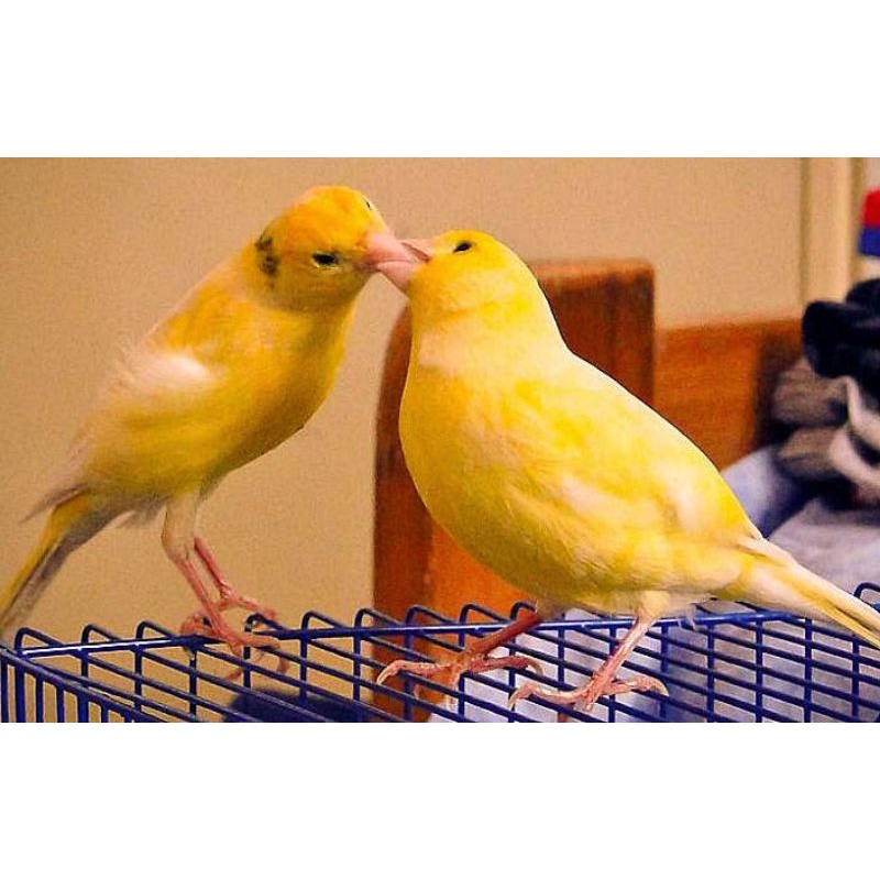 BURUNG KENARI WARNA CERAH SEPASANG JANTAN DAN BETINA