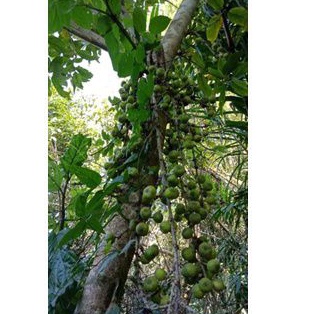 

Buah bisoro segar per 500 gram