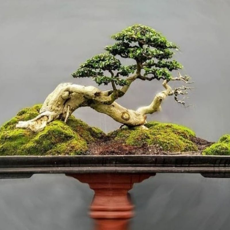 Biji Bahan Bonsai Serut / Streblus Asper 25 Biji