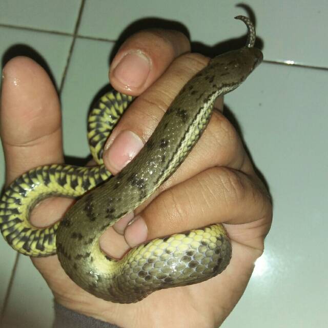 cerberus rynchops / dog faced water snake | Shopee Indonesia