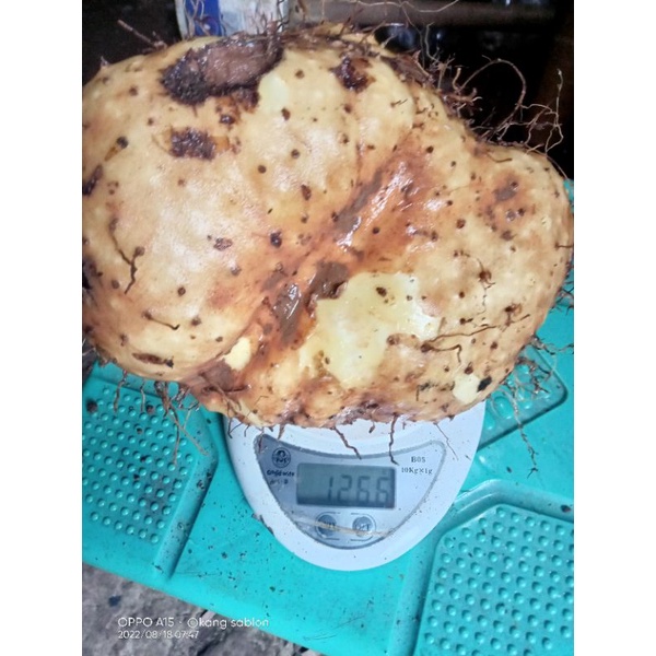 

ubi gadung segar murah harga petani