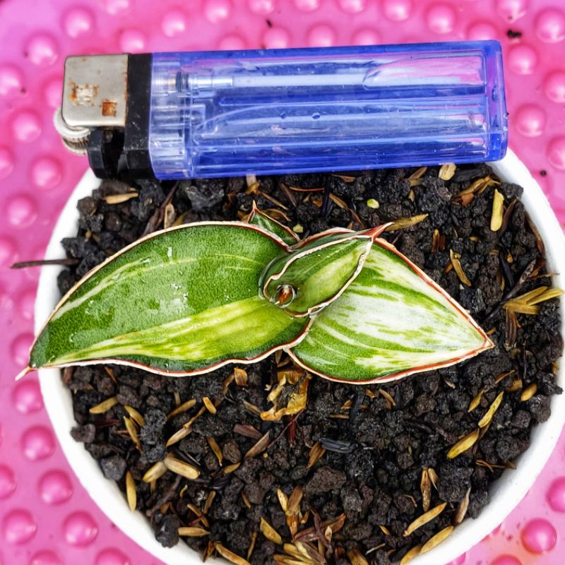 Sansivera Robusta Dwarf Varigata Putih #01