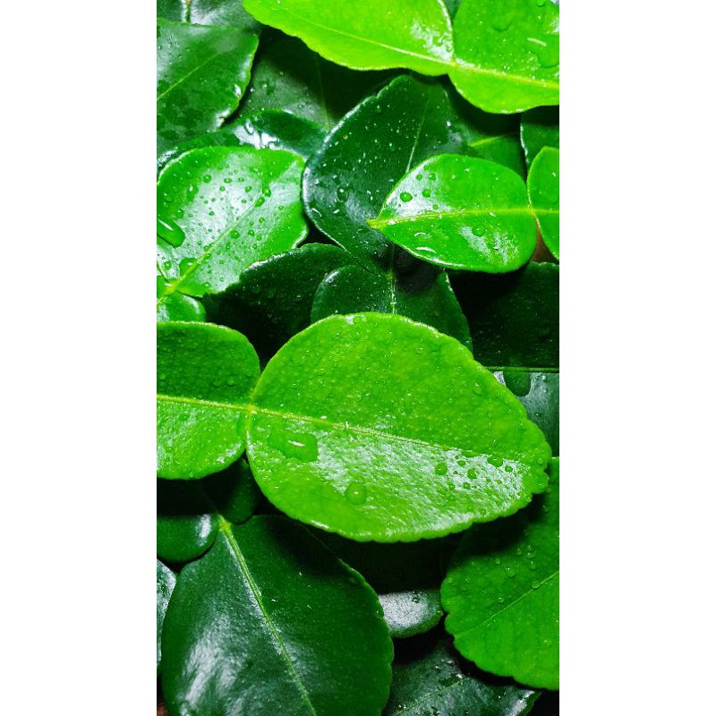 

1 kg daun jeruk purut segar