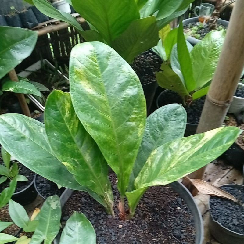anthurium Jemani mangkok jaguar varigata